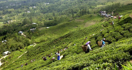 tea bagan.jpeg